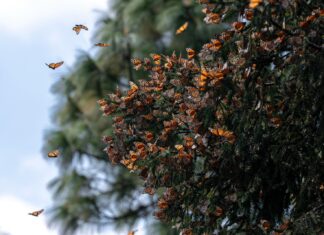 Aumenta 64% la presencia de la Mariposa Monarca en Michoacán