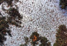Cambio climático amenaza la migración de la mariposa monarca hacia 2050: UNAM