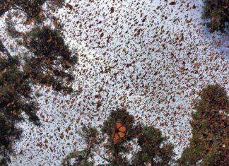Cambio climático amenaza la migración de la mariposa monarca hacia 2050: UNAM