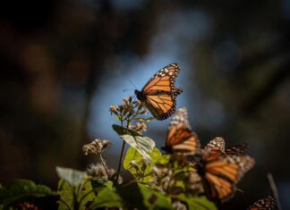 ¡Se acaba el tiempo! Última oportunidad para visitar los santuarios de la Mariposa Monarca