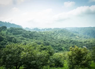 Crean certificado laboral para agroexportación