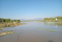El lago de Pátzcuaro recobra vida; en 2026 se han descubierto 18 manantiales