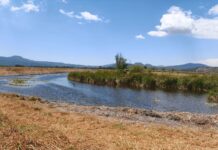 Hallazgo de tres nuevos manantiales consolidan rescate del lago de Pátzcuaro: Bedolla
