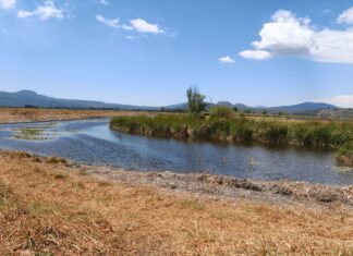 Hallazgo de tres nuevos manantiales consolidan rescate del lago de Pátzcuaro: Bedolla