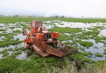 Arranca limpieza en la presa Malpaís para combatir el lirio acuático y proteger el agua