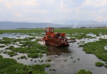 Rescatan presa Malpaís: arrancan limpieza de 80 hectáreas para fortalecer pesca, campo y agua en Queréndaro