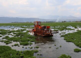 Rescatan presa Malpaís: arrancan limpieza de 80 hectáreas para fortalecer pesca, campo y agua en Queréndaro