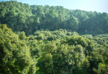 Certificación Pro Forest Avocado – Convenio de Cero Deforestación