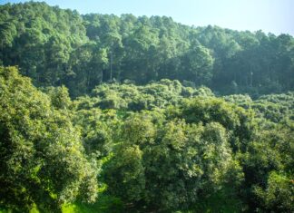 Certificación Pro Forest Avocado – Convenio de Cero Deforestación