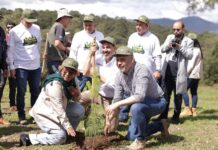 Anuncia Bedolla reforestación de 17 mil hectáreas con 10.5 millones de árboles