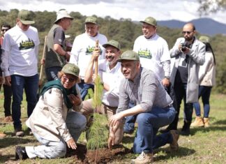 Anuncia Bedolla reforestación de 17 mil hectáreas con 10.5 millones de árboles