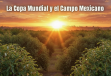 El Mundial de Futbol y el Campo Mexicano