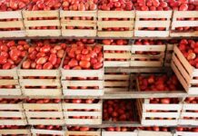 Pactan acuerdo nacional para el precio justo del jitomate
