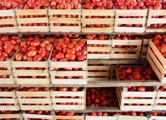 Pactan acuerdo nacional para el precio justo del jitomate