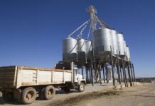 AGRICULTURA retoma pagos a 4 mil 311 productores de maíz blanco