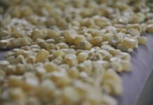 Gobierno de México e industria acuerdan comercialización del maíz blanco del ciclo Primavera-Verano 2026