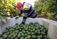 Exportación de aguacate mexicano a EUA se incrementa 35% en el primer cuatrimestre de 2026