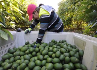 Exportación de aguacate mexicano a EUA se incrementa 35% en el primer cuatrimestre de 2026