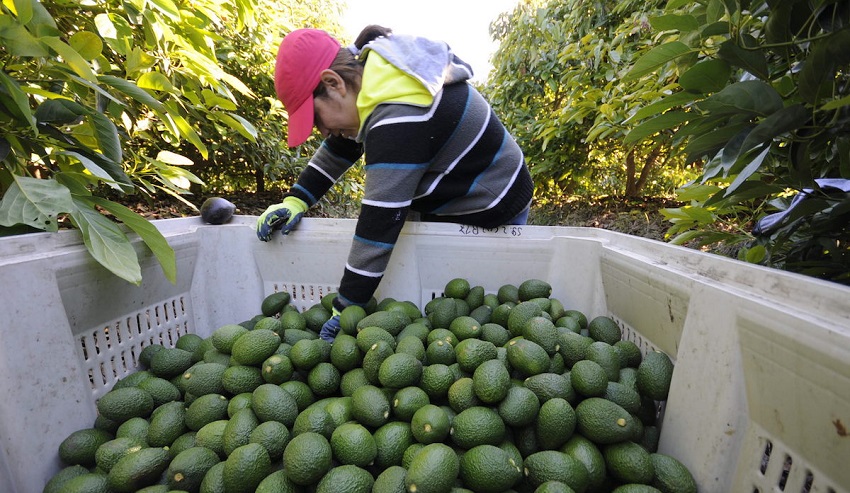 260730 AGRICULTURA EXPORTACIÓN DE AGUACATE A EE.UU. INCREMENTO 35%-2
