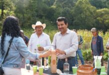 Entrega Gobierno de Charo 30 mil plantas de maguey para fortalecer la producción de mezcal