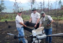 Así es la tecnología de las semillas que reforestan los bosques michoacanos