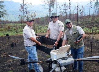 Así es la tecnología de las semillas que reforestan los bosques michoacanos