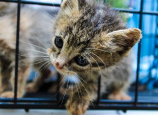 Gobierno de Morelia cuida a los gatos comunitarios con jornadas integrales de atención