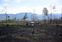 Drones reforestan las zonas más inaccesibles de Michoacán con programa Bio Renace
