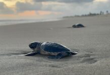Michoacán está listo para el arribo de miles de tortugas marinas