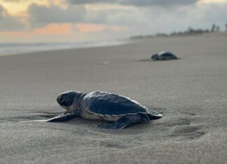 Michoacán está listo para el arribo de miles de tortugas marinas