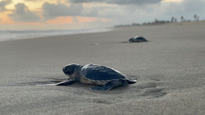 tortugas (3)