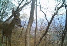 Desde pumas hasta venados; cámaras trampa captan la vida silvestre en bosques de Michoacán