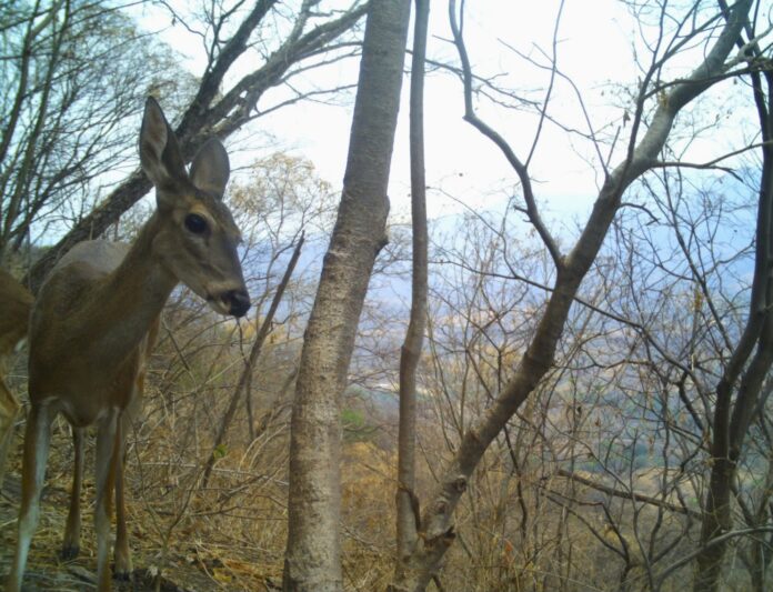 venado1