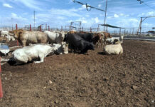 Reanudan exportación de ganado a Estados Unidos desde Sonora