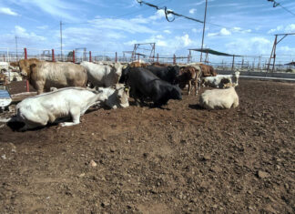 Reanudan exportación de ganado a Estados Unidos desde Sonora