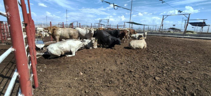 2608124 CSP CJLG AGRICULTURA MAÑANERA APERTURA DE FRONTERA GANADERA-17