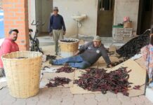 Al sol y sobre petates, Queréndaro conserva el sabor que distingue a su chile