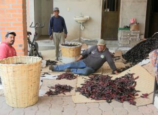 Al sol y sobre petates, Queréndaro conserva el sabor que distingue a su chile