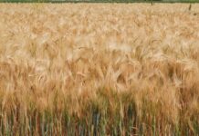 Publica AGRICULTURA mecánica operativa para incentivo al trigo panificable
