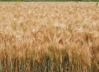 Publica AGRICULTURA mecánica operativa para incentivo al trigo panificable