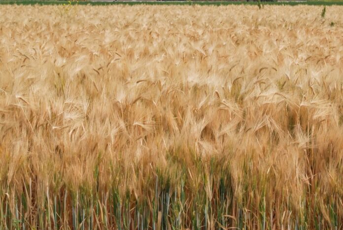 Pública AGRICULTURA mecánica operativa para incentivo al trigo panificable 4