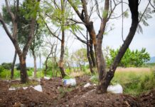 Morebús no retirará 613 árboles durante su proceso de construcción