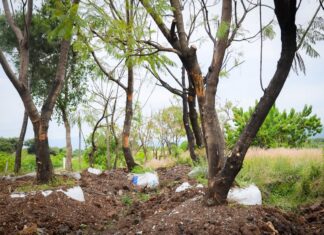 Morebús no retirará 613 árboles durante su proceso de construcción