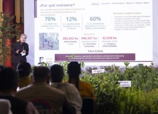 México alista jornada nacional para plantar 6.6 millones de árboles; Michoacán aportará 13 millones durante 2026
