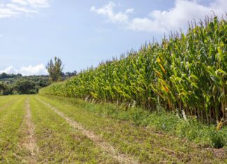 Créditos no resuelven la crisis del maíz; productores insisten en precio justo y freno a importaciones