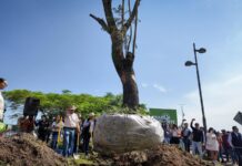 Trasplantan 28 árboles de entre 1.85 y 4 metro por obras del Morebús