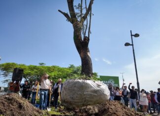 Trasplantan 28 árboles de entre 1.85 y 4 metro por obras del Morebús
