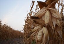 Completa AGRICULTURA pagos de incentivos al maíz; anuncia nuevo periodo de inscripción para PV 2026