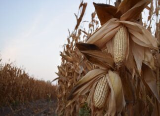 Completa AGRICULTURA pagos de incentivos al maíz; anuncia nuevo periodo de inscripción para PV 2026
