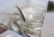 Liberan de 10 mil peces acúmara en el Lago de Pátzcuaro